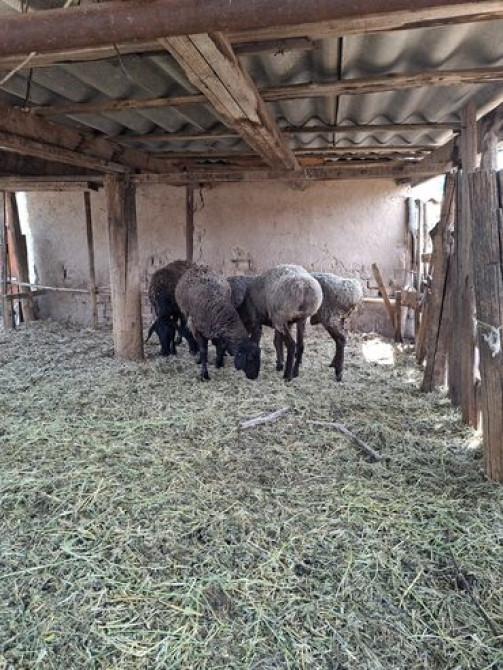 Продаю | Овца (самка) | Арашан, Гиссарская | На забой, Для разведения | Матка Бишкек - сүрөт 2