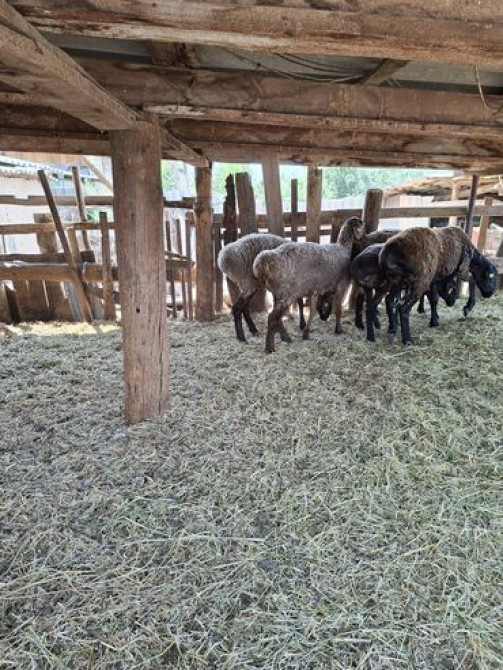 Продаю | Овца (самка) | Арашан, Гиссарская | На забой, Для разведения | Матка Бишкек - сүрөт 1