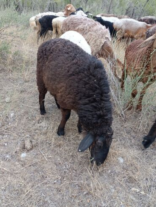 Продаю | Ягненок | Полукровка | На забой Bishkek - photo 1