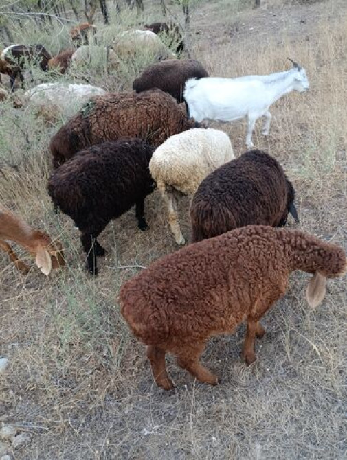 Продаю | Ягненок | Полукровка | На забой Bishkek - photo 3