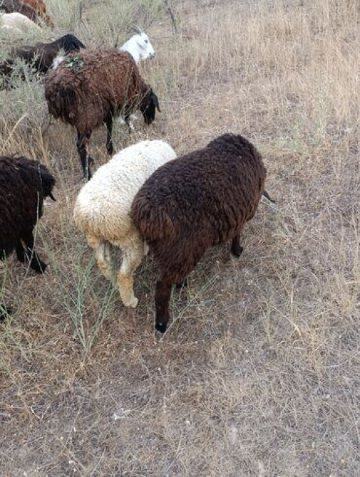 Продаю | Ягненок | Полукровка | На забой Bishkek - photo 2