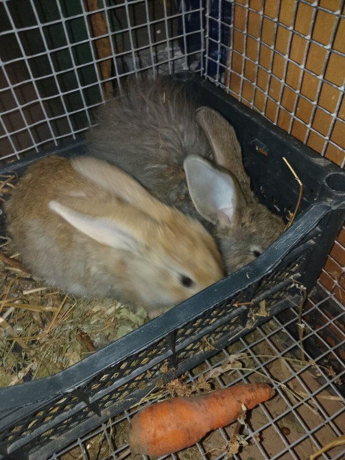 Продаю | Крольчиха (самка), Кролик самец | Серый великан | Для разведения | Племенные Бишкек - сүрөт 1