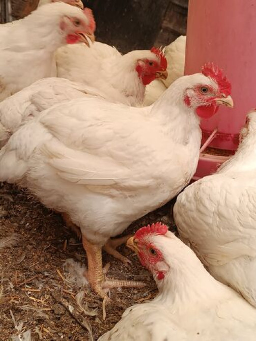 Продаю | Куры | Бройлерная | На забой Bishkek - photo 2
