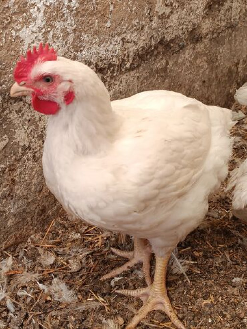 Продаю | Куры | Бройлерная | На забой Bishkek - photo 1