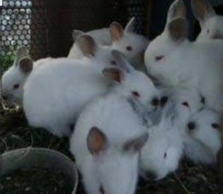 Продаю | Крольчата | Для разведения | Племенные Бишкек - сүрөт 2