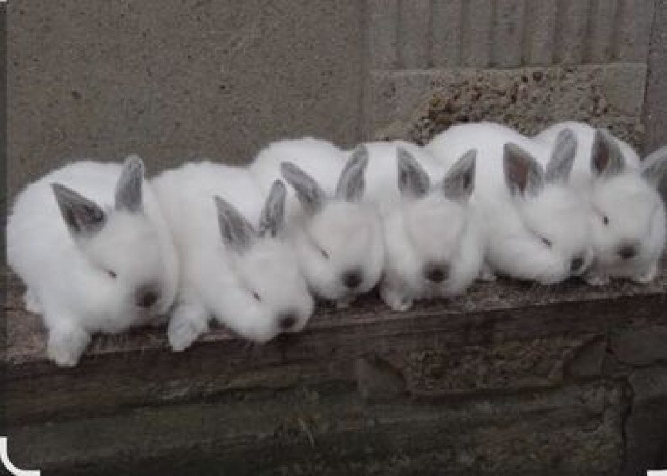 Продаю | Крольчата | Для разведения | Племенные Бишкек - сүрөт 1