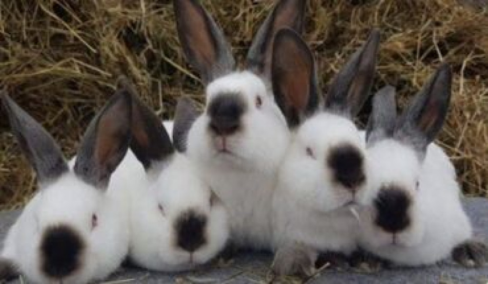 Продаю | Крольчата | Для разведения | Племенные Бишкек - сүрөт 4