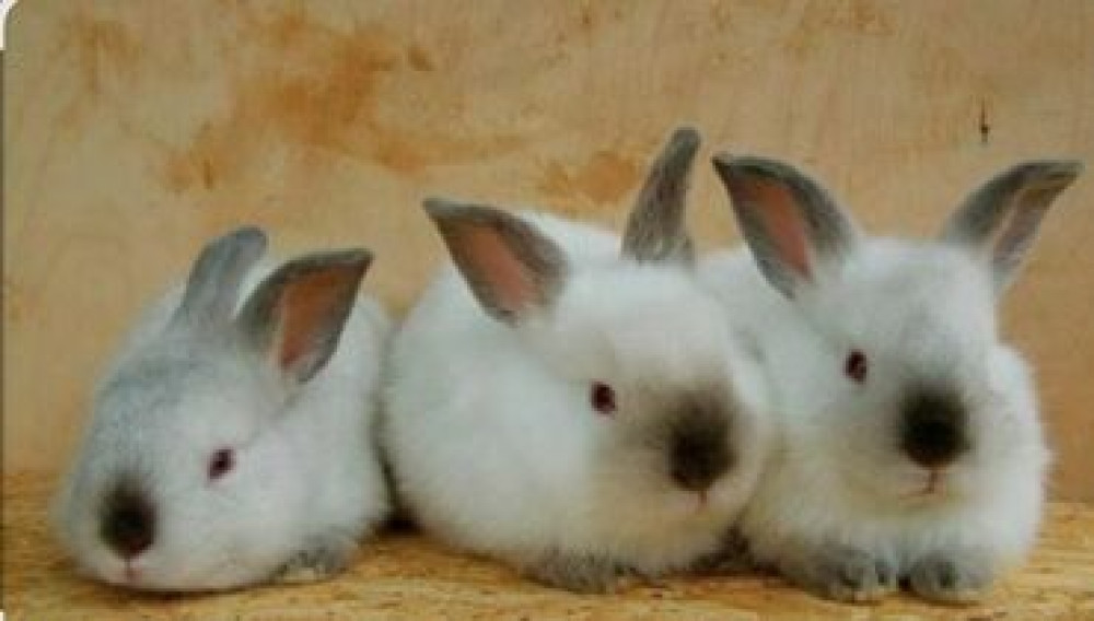 Продаю | Крольчата | Для разведения | Племенные Бишкек - сүрөт 3