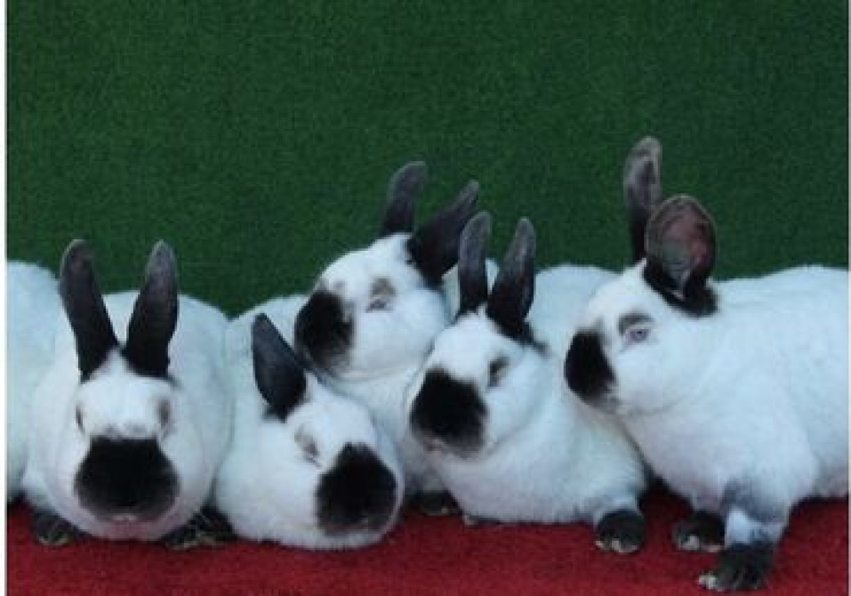 Продаю | Крольчата | Для разведения | Племенные Бишкек - сүрөт 5