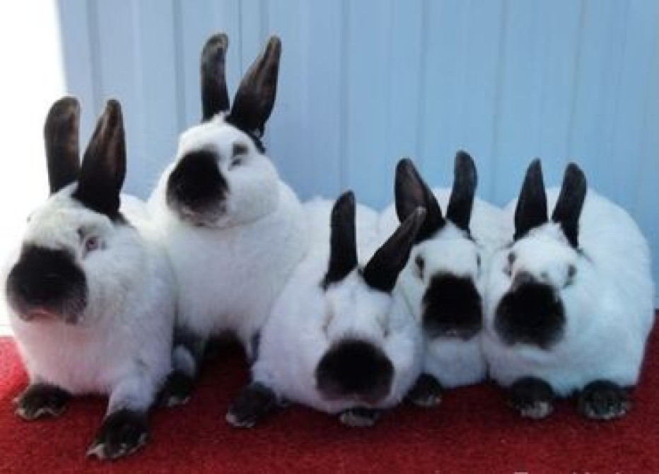 Продаю | Крольчата | Для разведения | Племенные Бишкек - сүрөт 6