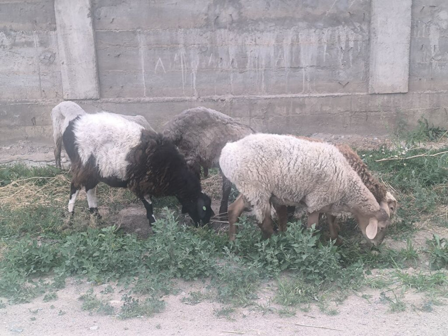 Продаю | Овца (самка), Ягненок, Баран (самец) | Гиссарская, Полукровка, Меринос | На забой, Для разведения | Племенные, Кастрированные, Осеменитель Бишкек - сүрөт 1