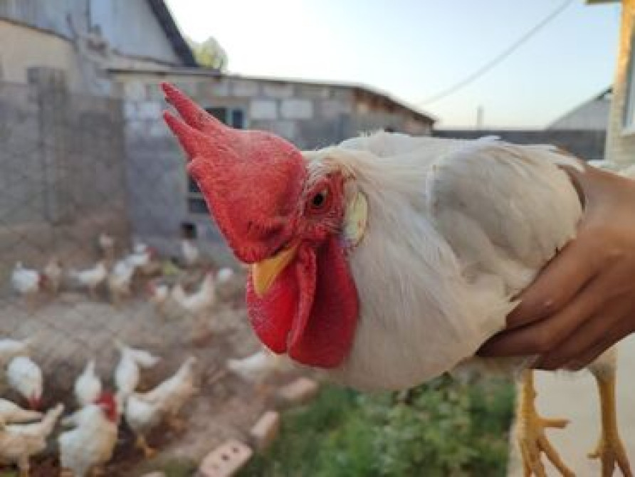 Продаю | Куры, Петух | Несушки Бишкек - сүрөт 3