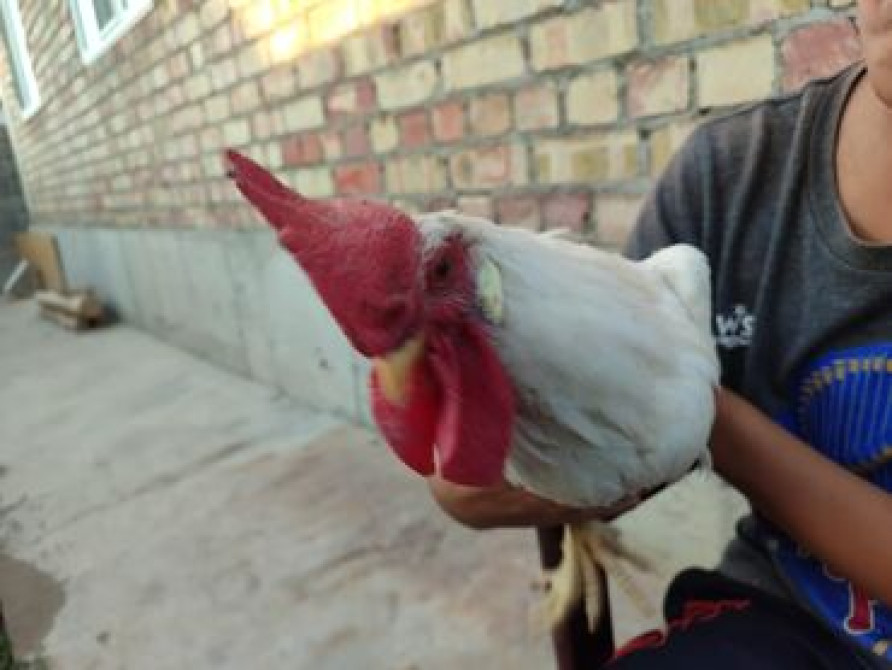 Продаю | Куры, Петух | Несушки Бишкек - сүрөт 2