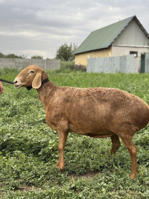 Продаю | Баран (самец), Овца (самка), Ягненок | Арашан, Гиссарская | Для разведения | Матка, Осеменитель, Племенные Bishkek - photo 1
