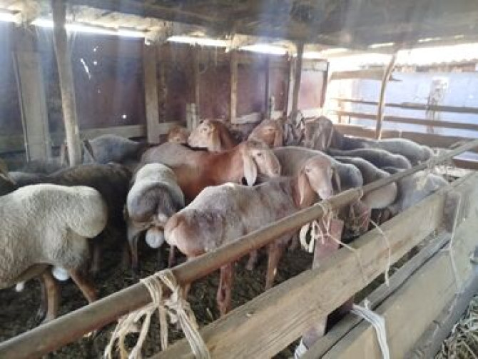 Продаю | Баран (самец) | Арашан | Для разведения Бишкек - изображение 3