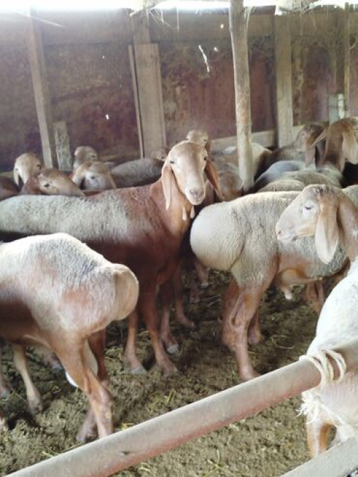 Продаю | Баран (самец) | Арашан | Для разведения Бишкек - сүрөт 1