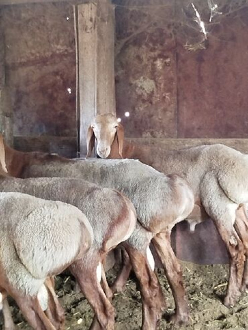 Продаю | Баран (самец) | Арашан | Для разведения Бишкек - сүрөт 4