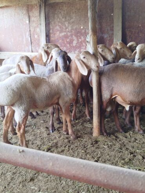 Продаю | Баран (самец) | Арашан | Для разведения Бишкек - сүрөт 5