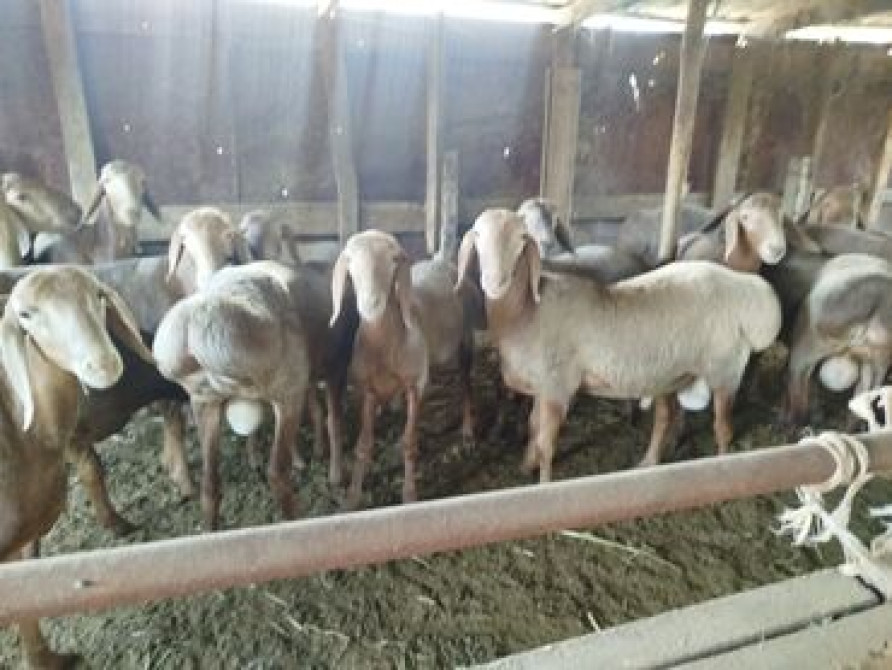 Продаю | Баран (самец) | Арашан | Для разведения Бишкек - сүрөт 2