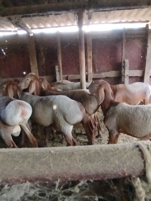 Продаю | Баран (самец) | Арашан | Для разведения Бишкек - сүрөт 6