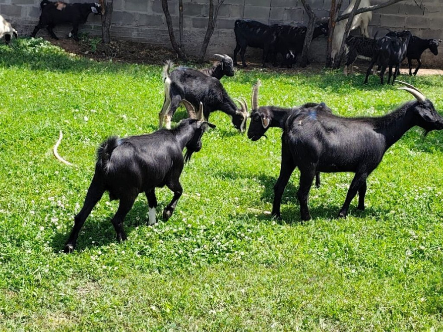 Продаю | Козёл (самец), Козлёнок, Коза (самка) | На забой, Для разведения, Для молока Бишкек - сүрөт 1