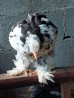 Продаётся. Мраморный кохинхин . Брама. Жөжө. Цыплята. 650 сом Бишкек