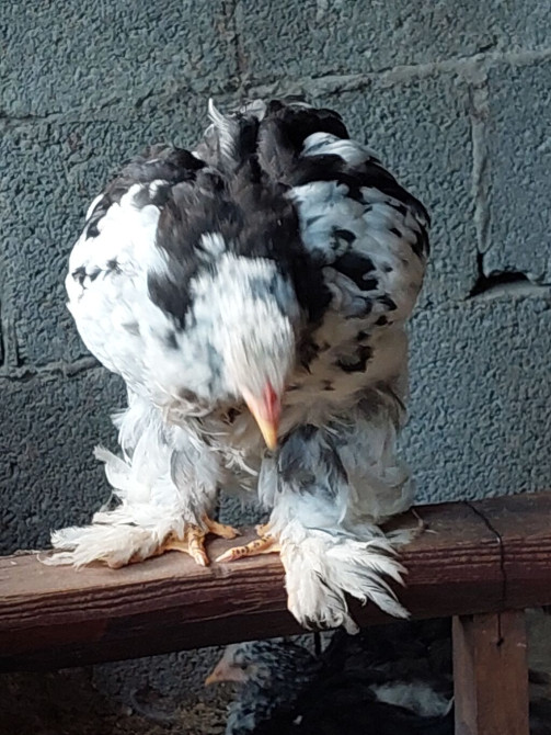 Продаётся. Мраморный кохинхин . Брама. Жөжө. Цыплята. 650 сом Bishkek - photo 1