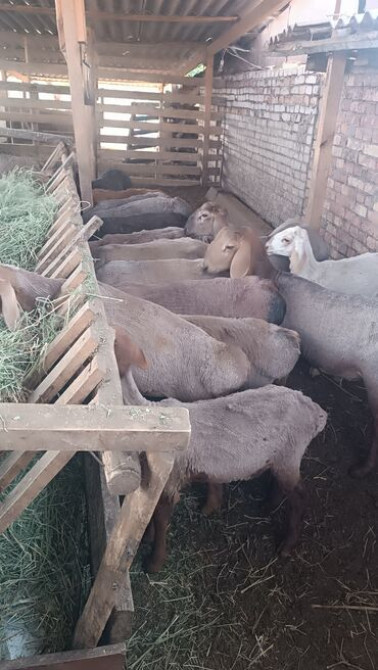 Продаю | Овца (самка), Ягненок, Баран (самец) | Арашан | На забой, Для разведения | Матка Бишкек - сүрөт 1