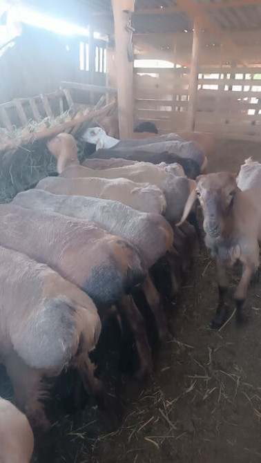 Продаю | Овца (самка), Ягненок, Баран (самец) | Арашан | На забой, Для разведения | Матка Бишкек - сүрөт 2