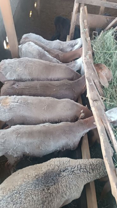 Продаю | Овца (самка), Ягненок, Баран (самец) | Арашан | На забой, Для разведения | Матка Бишкек - сүрөт 3
