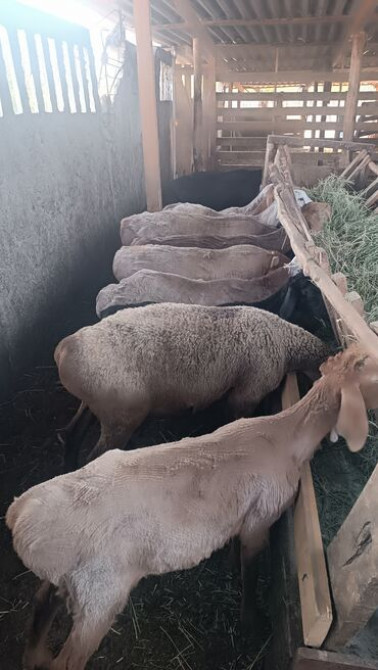 Продаю | Овца (самка), Ягненок, Баран (самец) | Арашан | На забой, Для разведения | Матка Бишкек - сүрөт 4