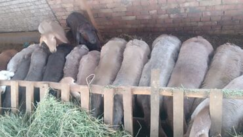 Продаю | Овца (самка), Ягненок, Баран (самец) | Арашан | На забой, Для разведения | Матка Бишкек - сүрөт 5