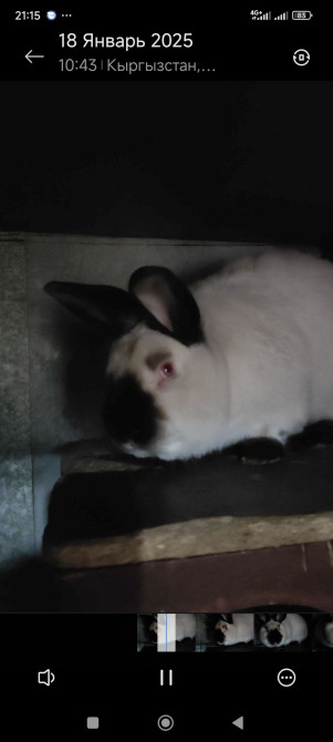 Кролики чистокровные эвро калифорния с документами есть в наличии Bishkek - photo 1