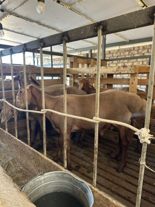 Медерова - Алматинка(7 Апреля) Кой козу 12 минден ойдо Бишкек - сүрөт 1