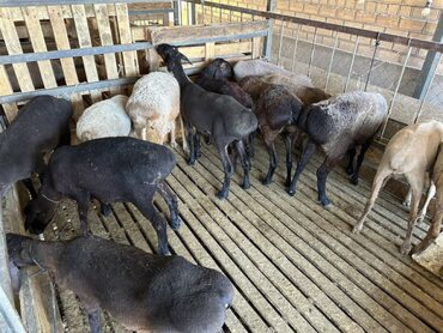 Медерова - Алматинка(7 Апреля) Кой козу 12 минден ойдо Бишкек - сүрөт 2