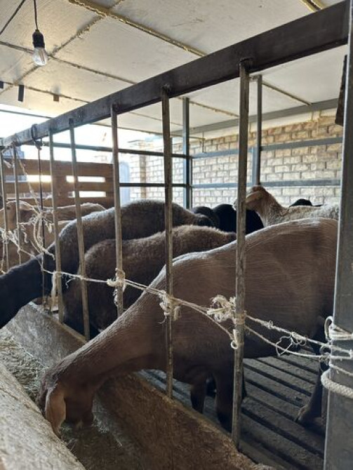 Район Дасмия Кой, козу, улак сатылат байланган Бишкек - сүрөт 4