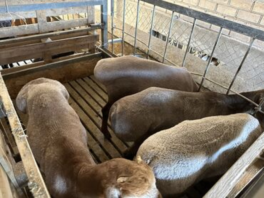 Район Дасмия Кой, козу, улак сатылат байланган Бишкек - сүрөт 2