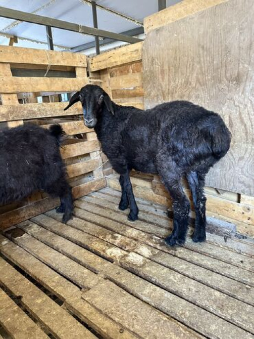 Район Дасмия Кой, козу, улак сатылат байланган Бишкек - сүрөт 5
