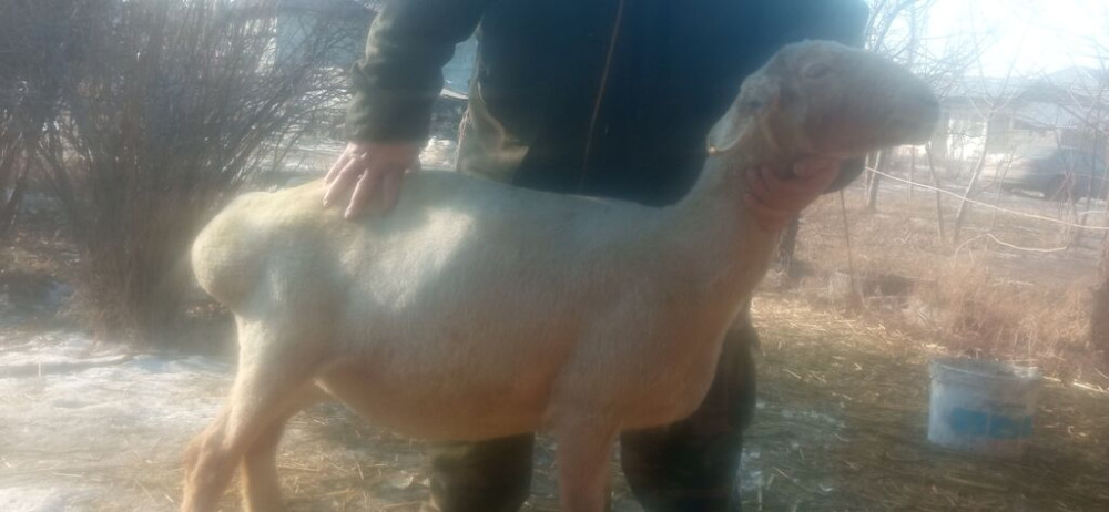 Продаю | Овца (самка), Ягненок, Баран (самец) | Гиссарская, Полукровка, Меринос | На забой, Для разведения, Для шерсти | Племенные, Котные, Кастрирова Бишкек - сүрөт 1