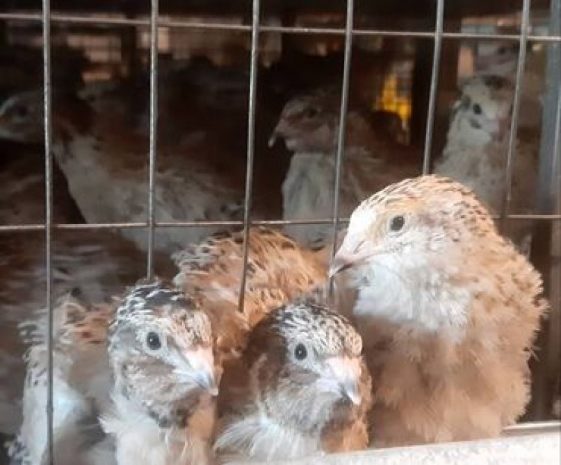 Бодоно перепелята суточные, недельные, месячные. Разного возроста цены Бишкек - сүрөт 2