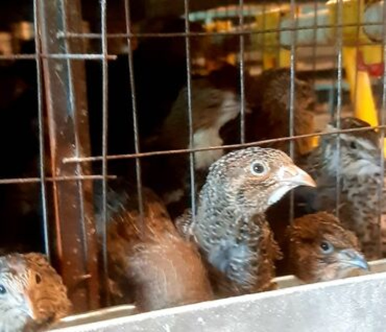 Бодоно перепелята суточные, недельные, месячные. Разного возроста цены Бишкек - сүрөт 1