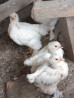 Цыплята чистокровной светлой Колумбийской брамы и Джерси гиганта от Bishkek