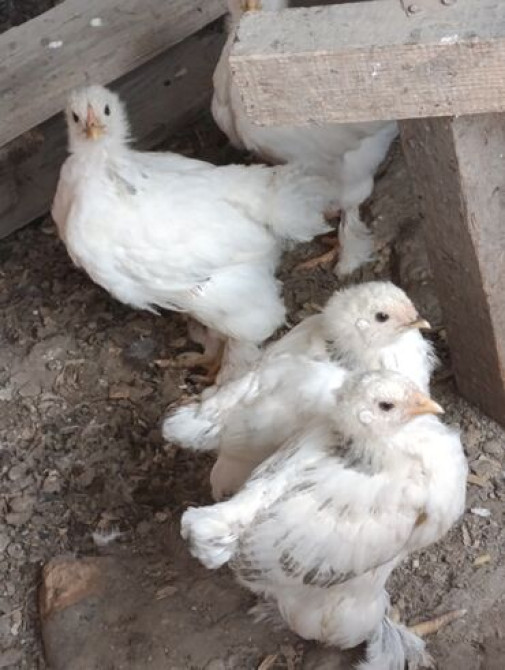 Цыплята чистокровной светлой Колумбийской брамы и Джерси гиганта от Бишкек - сүрөт 1