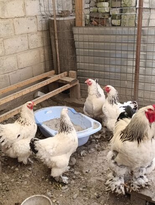 Цыплята чистокровной светлой Колумбийской брамы и Джерси гиганта от Бишкек - сүрөт 4