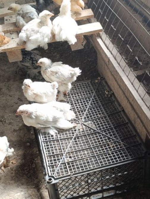 Цыплята чистокровной светлой Колумбийской брамы и Джерси гиганта от Бишкек - сүрөт 2
