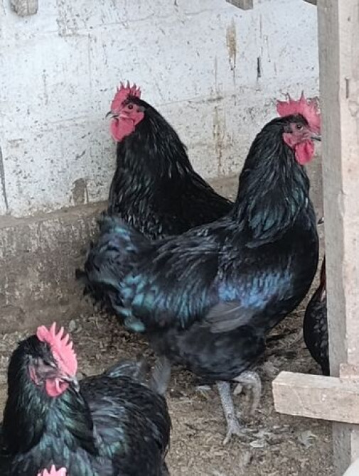 Цыплята чистокровной светлой Колумбийской брамы и Джерси гиганта от Бишкек - сүрөт 6