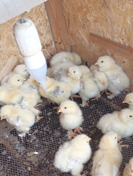 Цыплята чистокровной светлой Колумбийской брамы и Джерси гиганта от Бишкек - сүрөт 3