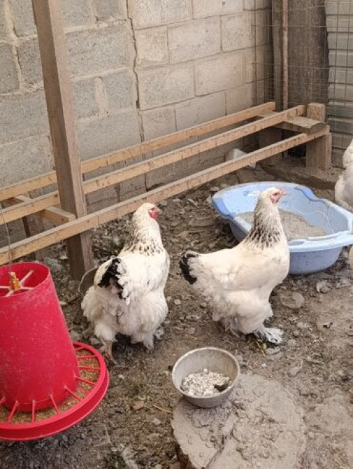 Цыплята чистокровной светлой Колумбийской брамы и Джерси гиганта от Бишкек - сүрөт 5