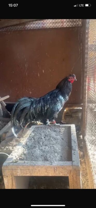 Продается семья 1+2 Куры породы Суматра. Порода этих кур происходит с Бишкек - сүрөт 3