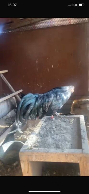 Продается семья 1+2 Куры породы Суматра. Порода этих кур происходит с Бишкек - сүрөт 5